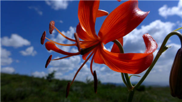 Shandan Danhua: Ornamental Flower