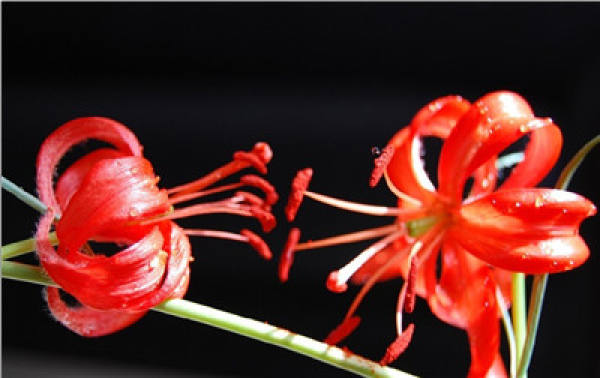 Shandan Danhua: Ornamental Flower
