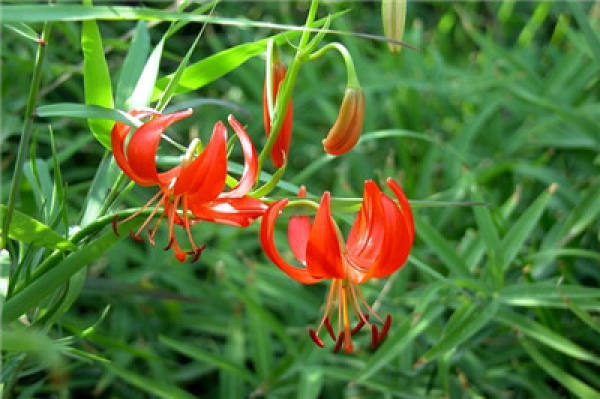 Shandan Danhua: Ornamental Flower