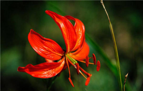 Cut off the flower branches after the flowers of Shandandan fade.