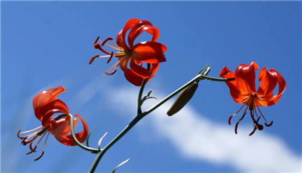 Cut off the flower branches after the flowers of Shandandan fade.