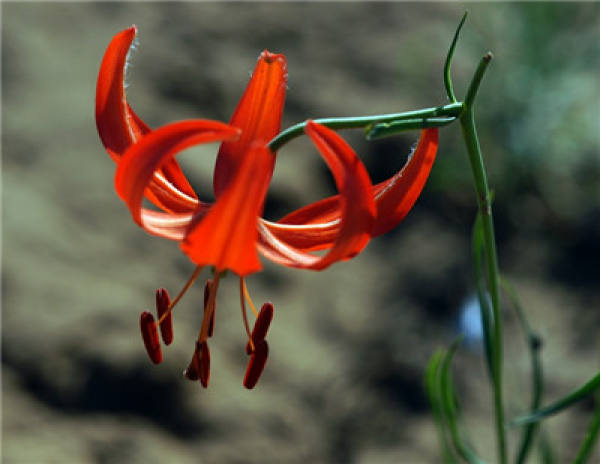 Planting method of Lilium pumilum