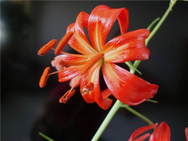 Planting method of Lilium pumilum