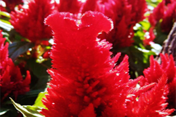 Globose cockscomb