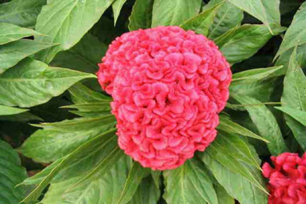Globose cockscomb