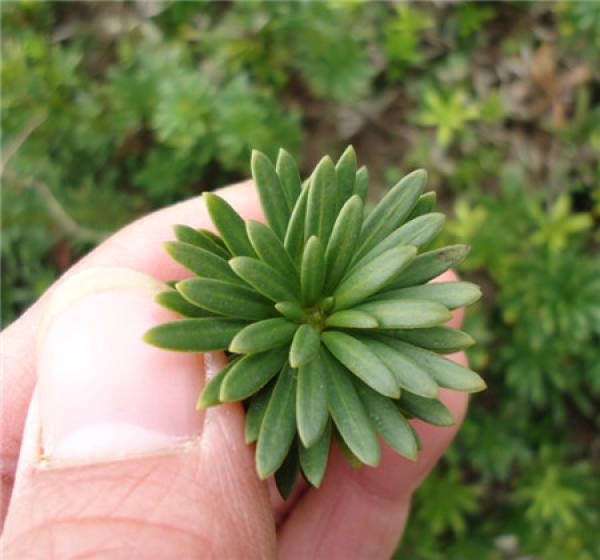 Podocarpus brevifolia