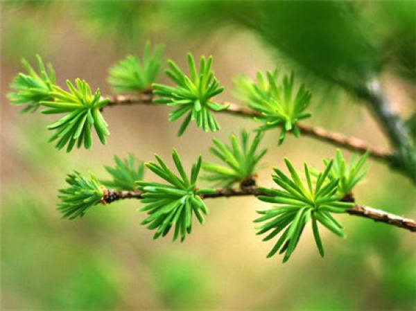 Podocarpus brevifolia