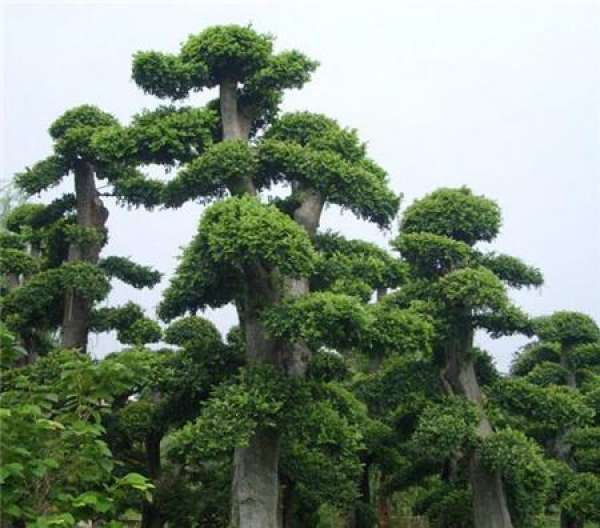 Podocarpus brevifolia