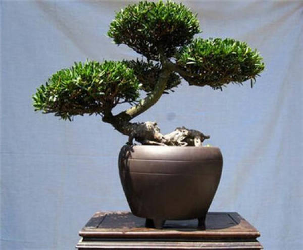 Podocarpus brevifolia