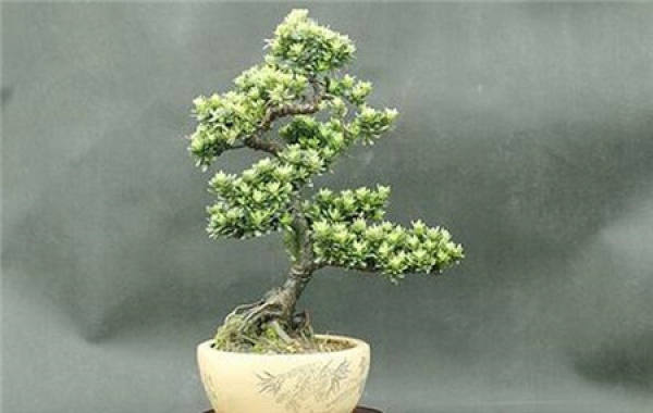 Podocarpus brevifolia
