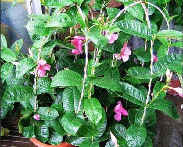 cultivation method of rattan