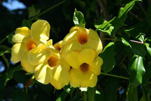 Allamanda breeding