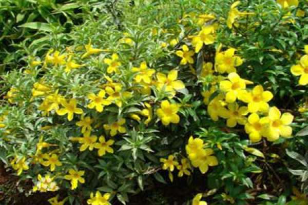 yellow cicada culture