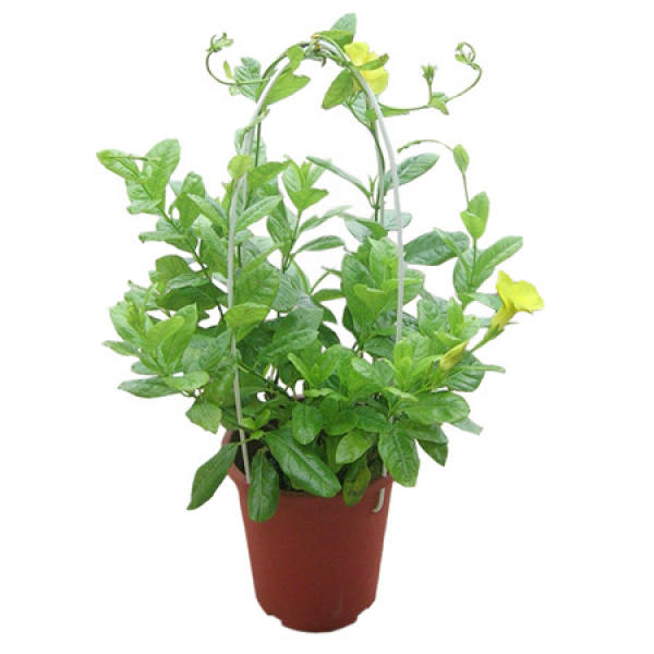The Ornamental Value of Piaoxiangteng