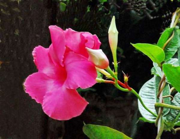 ornamental value of fragrant rattan