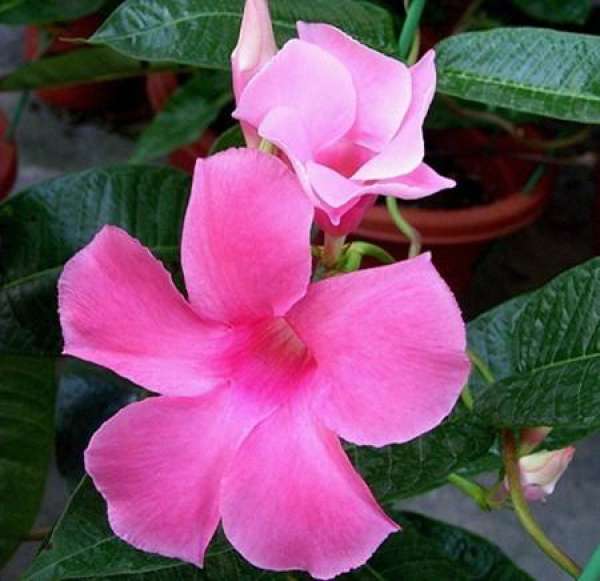 ornamental value of fragrant rattan