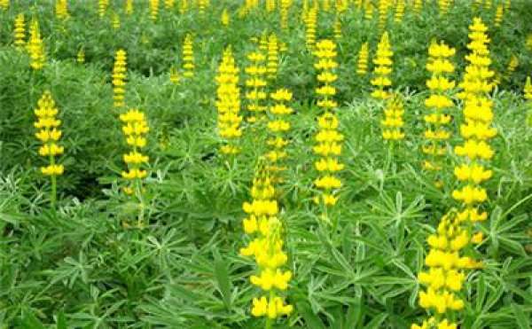 Lupinus luteus