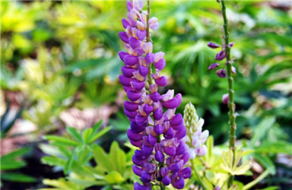 Lupinus luteus