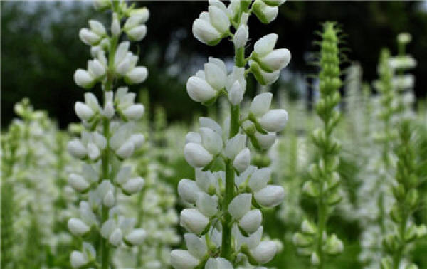 Lupinus luteus