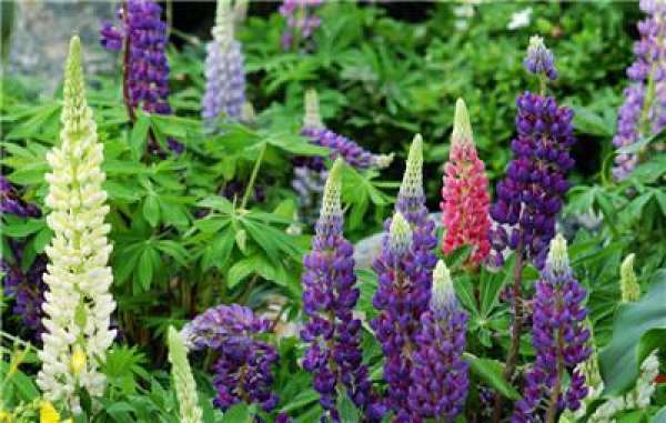 yellow lupin