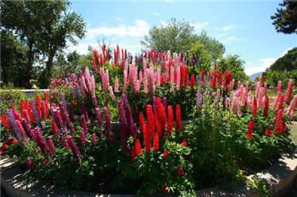 yellow lupin