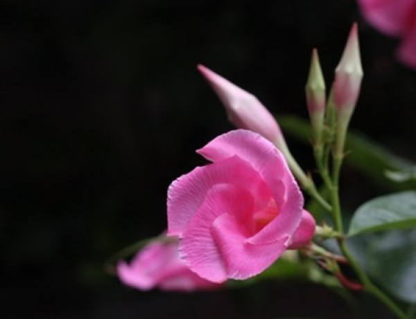 Flowering period of Piperis quinquefolia