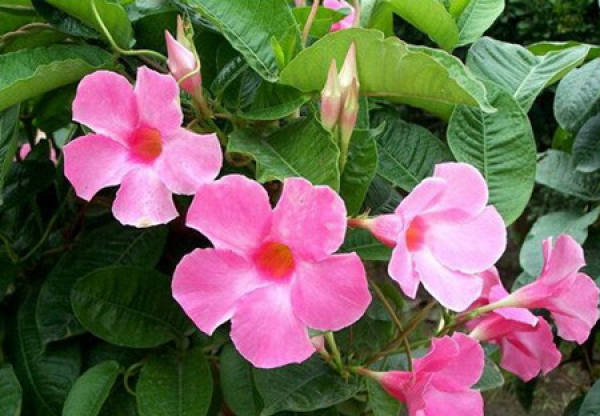 Flowering period of Piperis quinquefolia