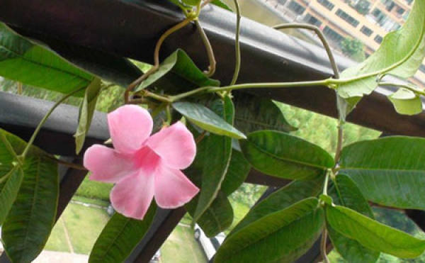 florescence of the fragrant rattan