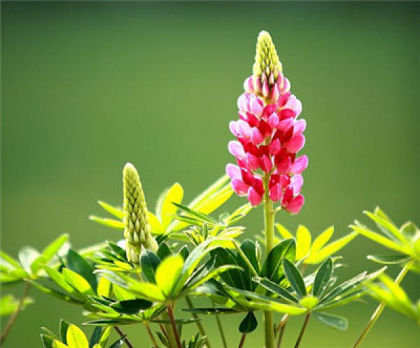 Sowing method of lupine