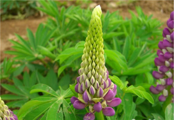 Cultivation method of lupine