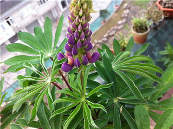 Cultivation method of lupine