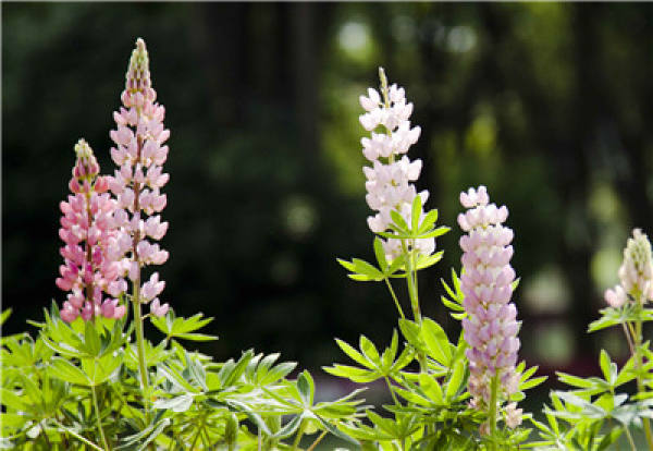 The Flower Language of Lu Bing Hua