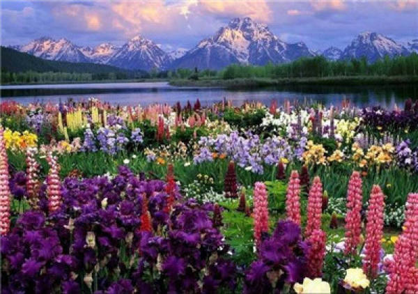 The Flower Language of Lu Bing Hua