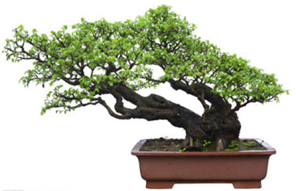 How to Prune Potted Podocarpus