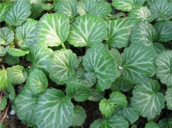 cultivation method of Saxifraga