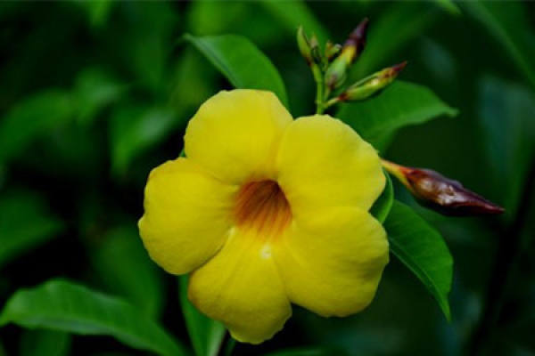 Flowers of Allamanda flaccida