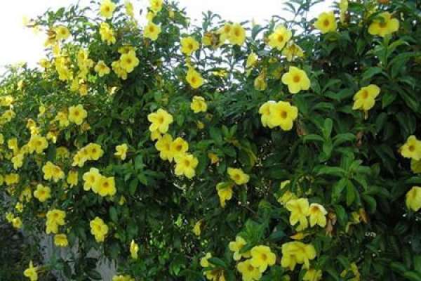 Flowers of Allamanda flaccida