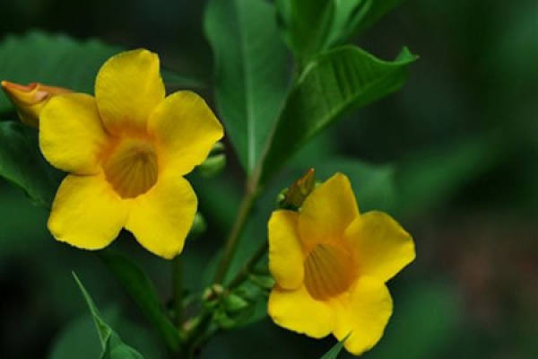 flower of yellow cicada
