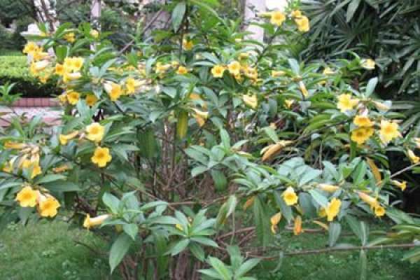 flower of yellow cicada