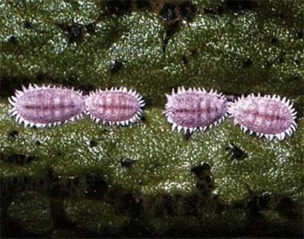 Common pest of Saxifraga stolonifera: mealybug