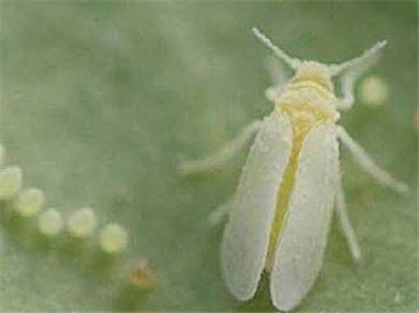 common insect pests of Saxifraga: mealybug