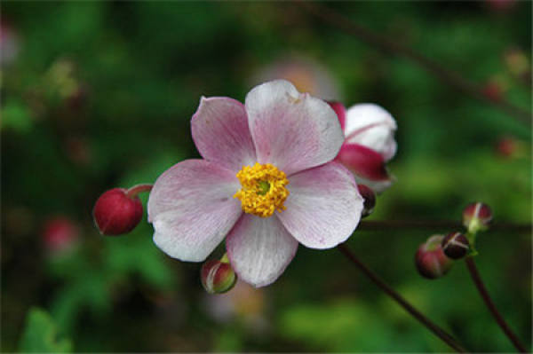 Breaking the Origin of the Name of Bowl Flower
