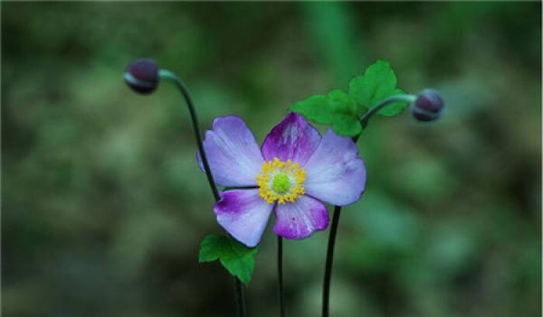 Breaking the Origin of the Name of Bowl Flower