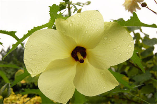 Breaking the Origin of the Name of Bowl Flower