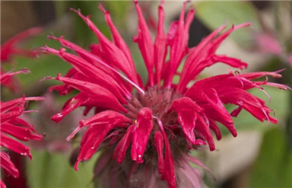 Garden Red American Mint