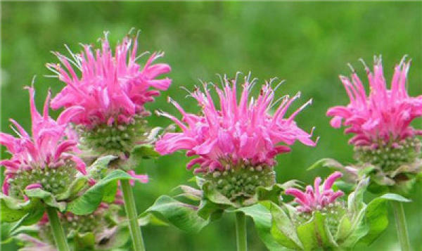 Garden Red American Mint