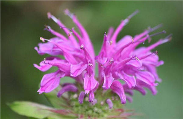 Garden Red American Mint