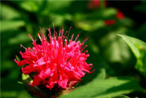 garden red peppermint