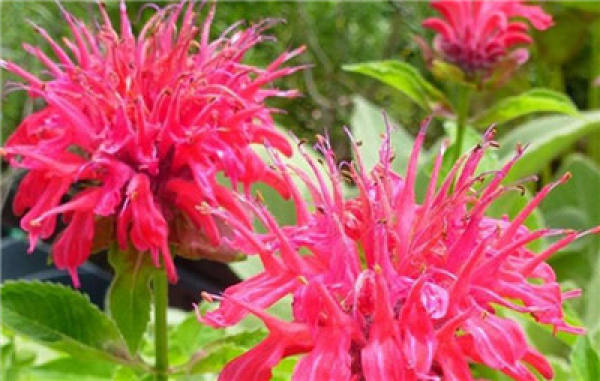 garden red peppermint