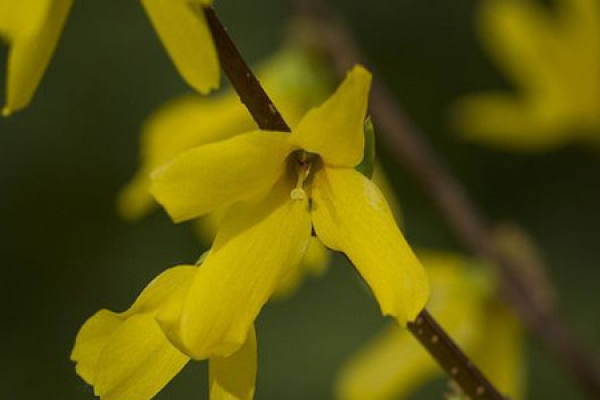 Flower of forsythia